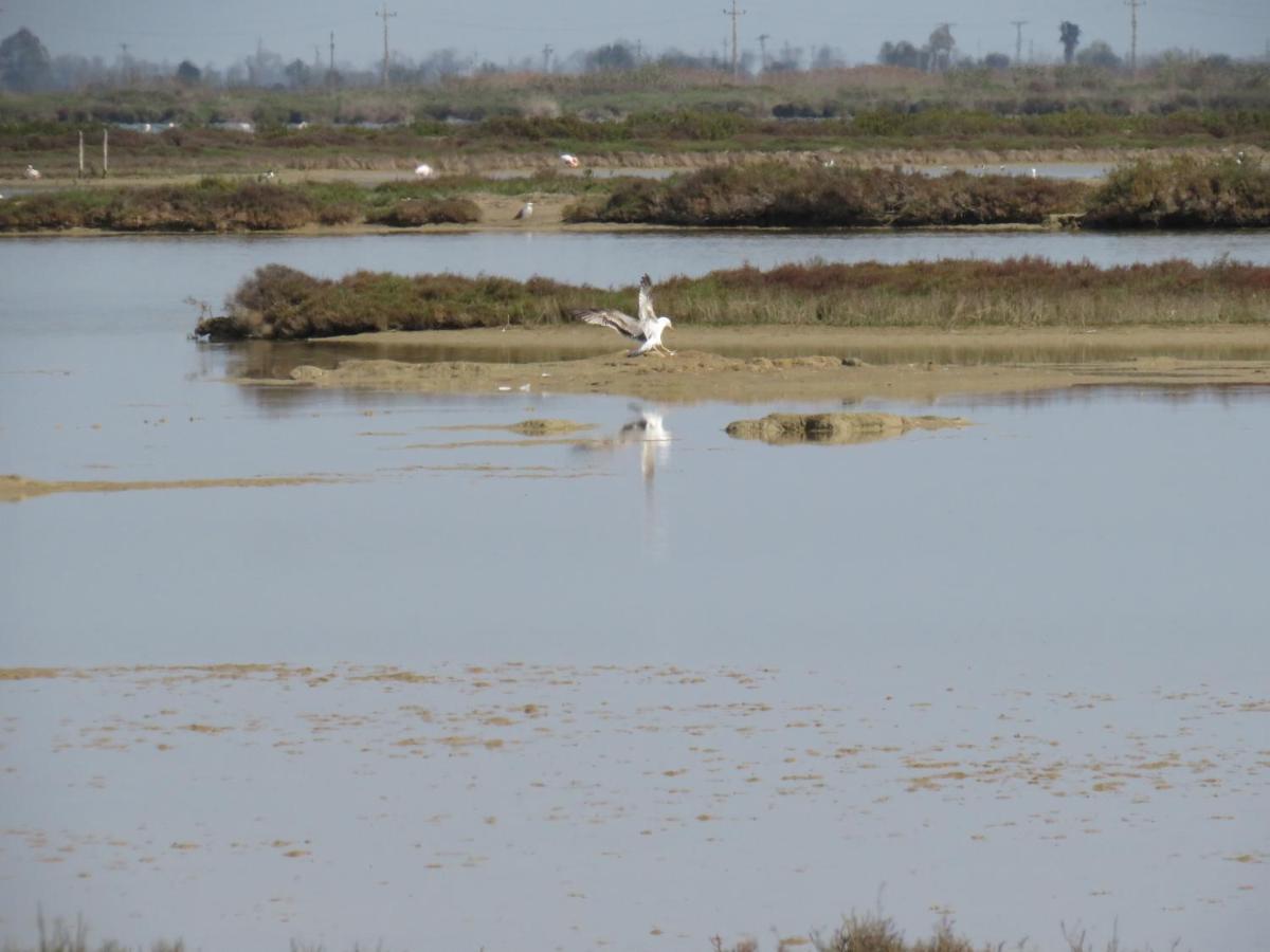 Lo Flamenc 2 @Amposta Daire Dış mekan fotoğraf