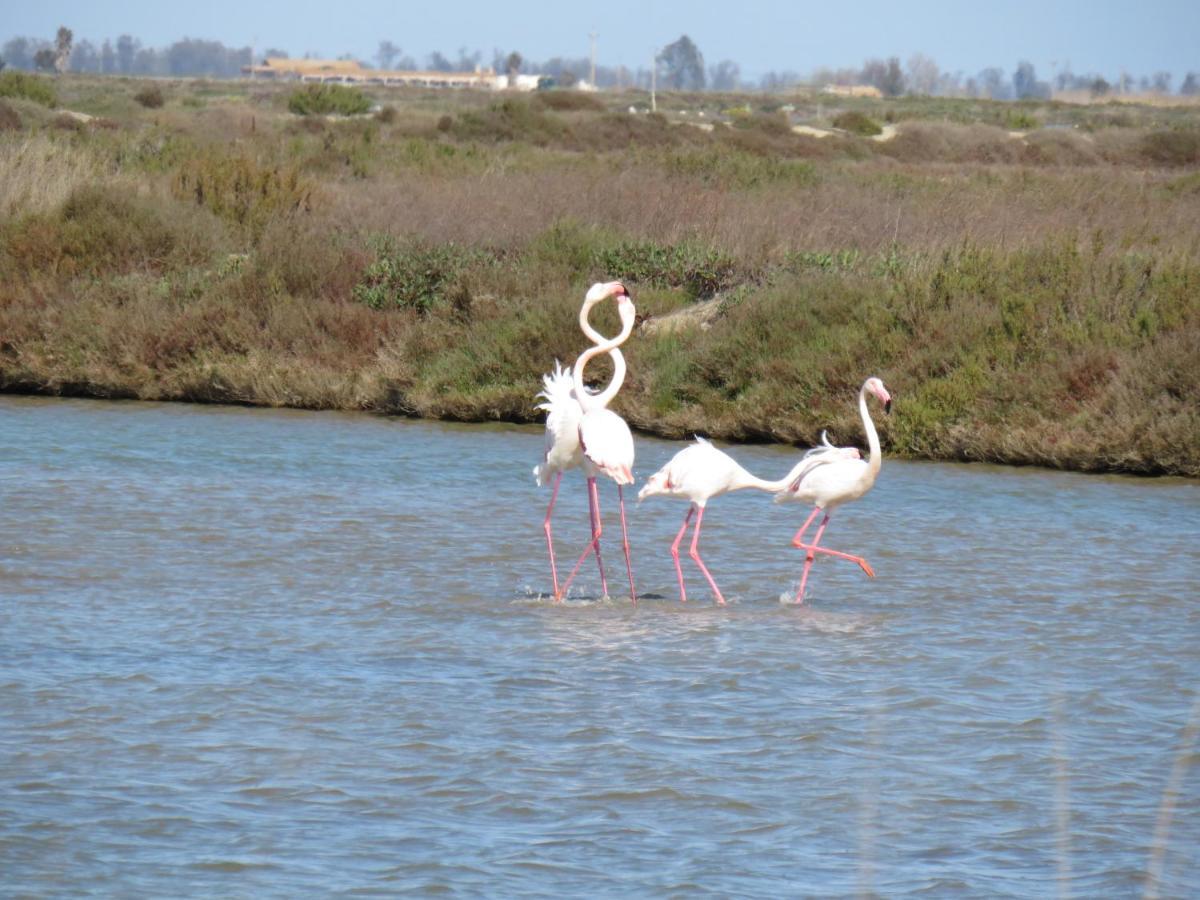 Lo Flamenc 2 @Amposta Daire Dış mekan fotoğraf